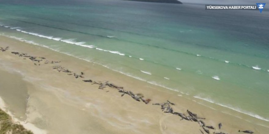 Yeni Zelanda'da sahile vuran 150'ye yakın balina öldü