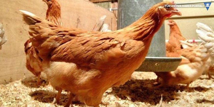 İskoçyalı uzmanlar 'kanser ilaçları yumurtlayan' tavuklar yetiştirdi