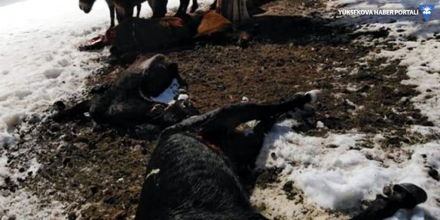 Isparta'da yılkı atları açlıktan ölüyor