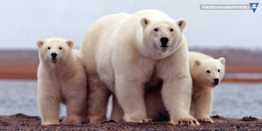 Rusya'da yemek bulamayan kutup ayıları şehre indi, acil durum ilan edildi