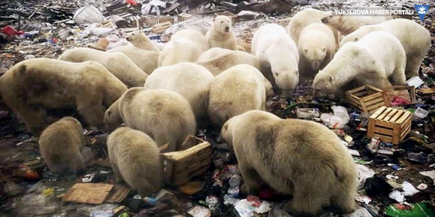 Aç kalan kutup ayıları nedeniyle 'acil durum'