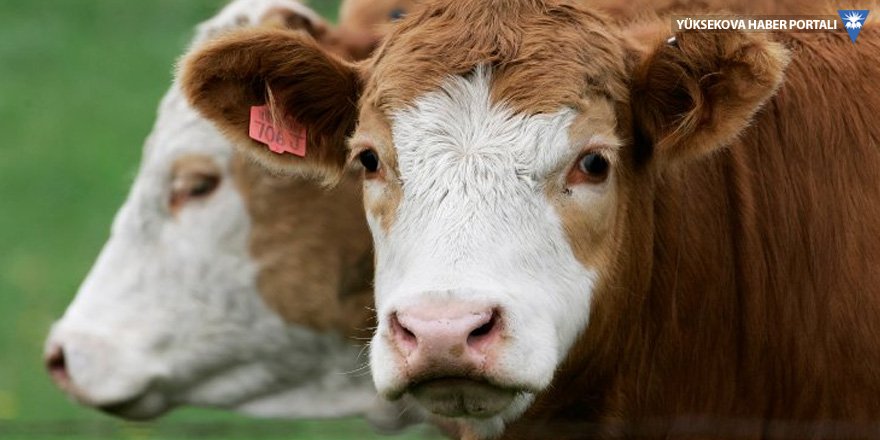 Rusya: Türkiye'ye sığır eti satışı bu yıl başlayacak