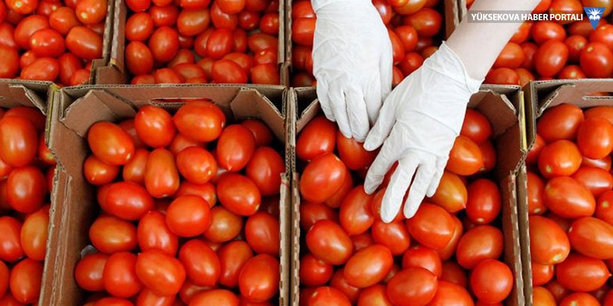 Rusya 60 ton domatesi iade etti