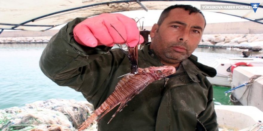 Mersin'de zehirli aslan balığı yakalandı