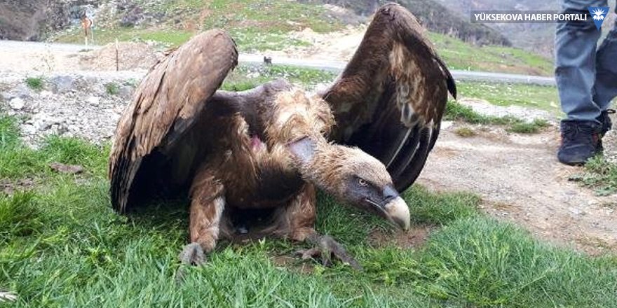 Çukurca'da yaralı halde bulunan kızıl akbaba tedaviye alındı