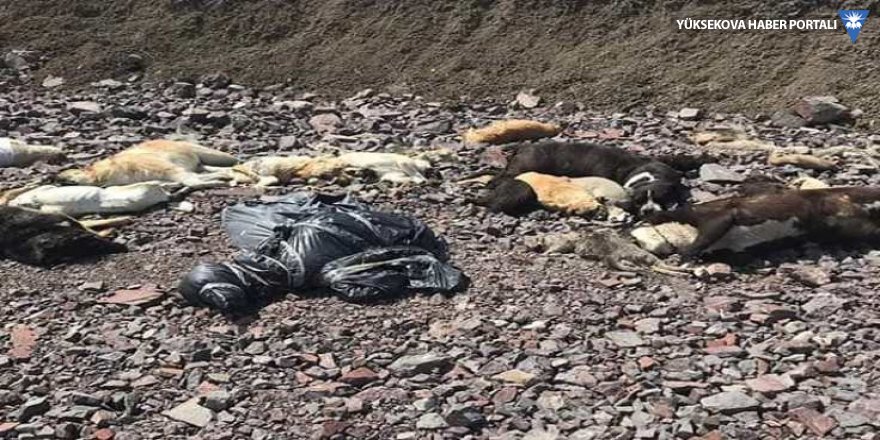 Ankara'da boş arazide onlarca köpeğin cesedi bulundu
