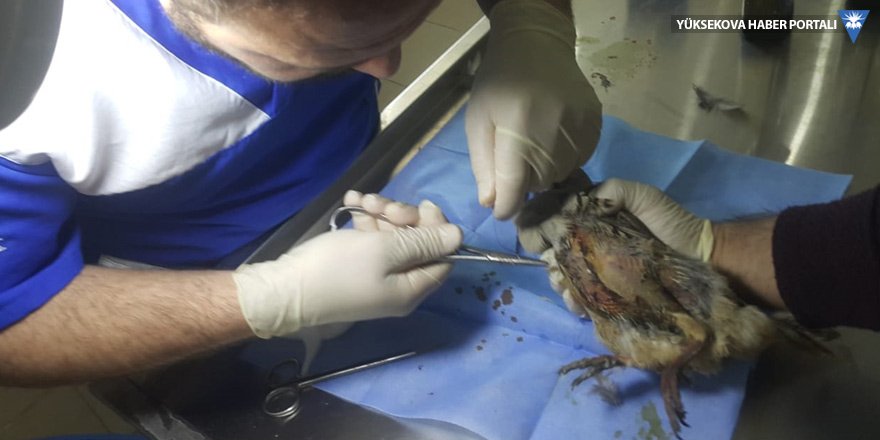Çukurca'da bulunan yaralı keklik tedaviye alındı