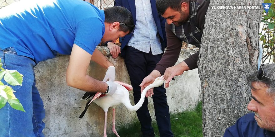 Şemdinli'de yaralı bulunan flamingo tedaviye alındı