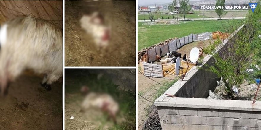 Yüksekova'da sokak köpekleri koyunlara saldırdı
