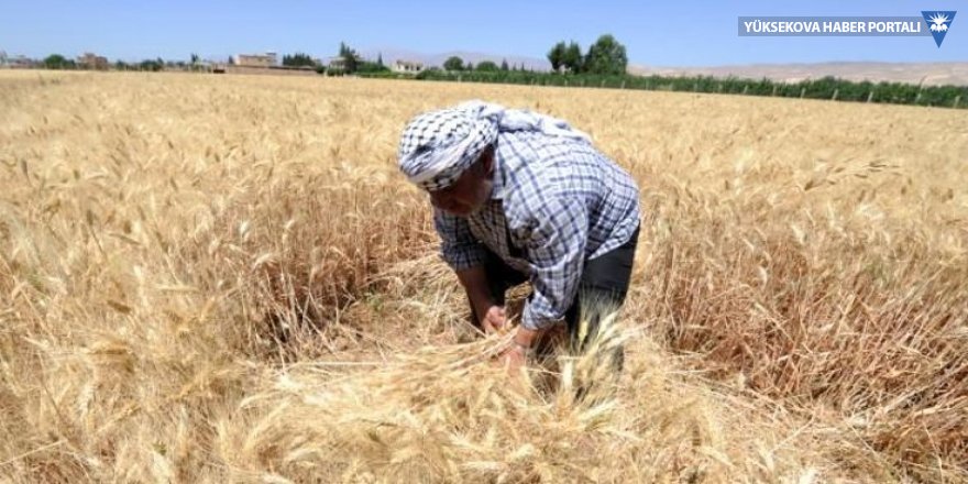 Esad'la Kürtler arasında buğday gerilimi