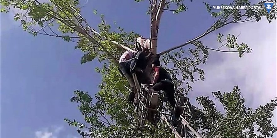 Van'da budadığı ağaçta mahsur kalan kişiyi itfaiye kurtardı