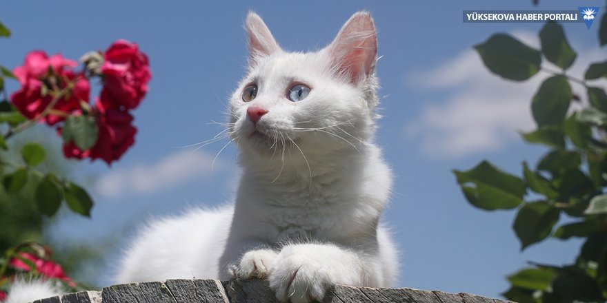 Van kedileri 3 aylık aranın ardından ziyaretçileri ile buluştu