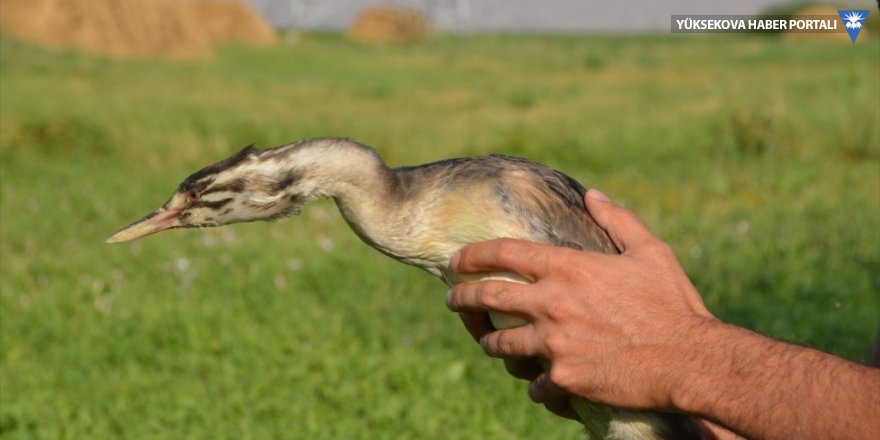 Yüksekova'da tedavisi tamamlanan balıkçıl kuşu doğaya salındı