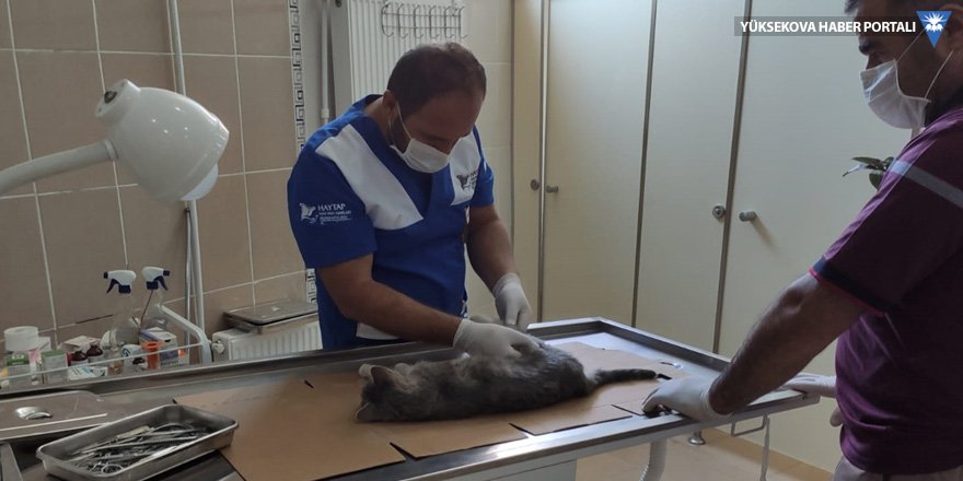 Hakkari'de aracın çarptığı kedi tedavi altına alındı