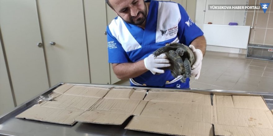 Hakkari'de bitkin halde bulunan kaplumbağa tedavi edildi