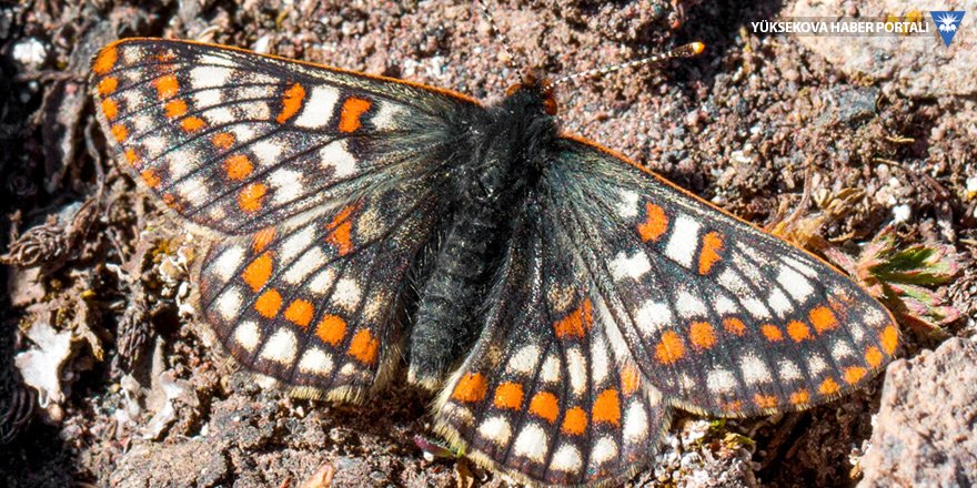 12 bin yıllık kelebek türü Ağrı Dağı'nda görüntülendi