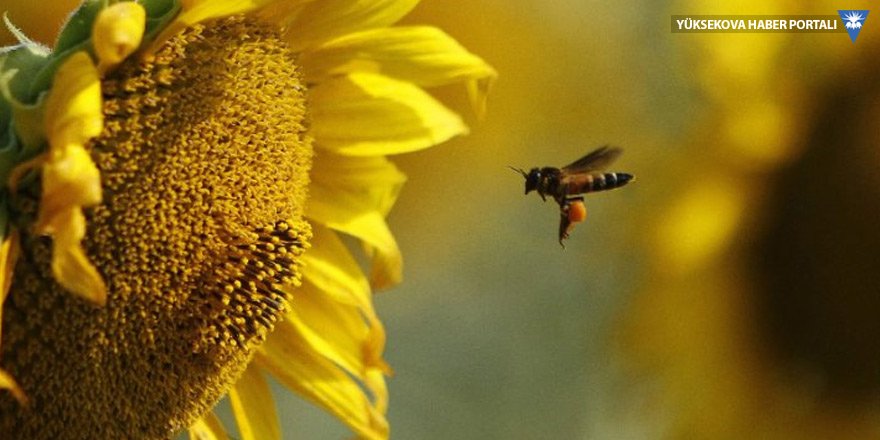 Tarım ilaçları arıları öldürüyor
