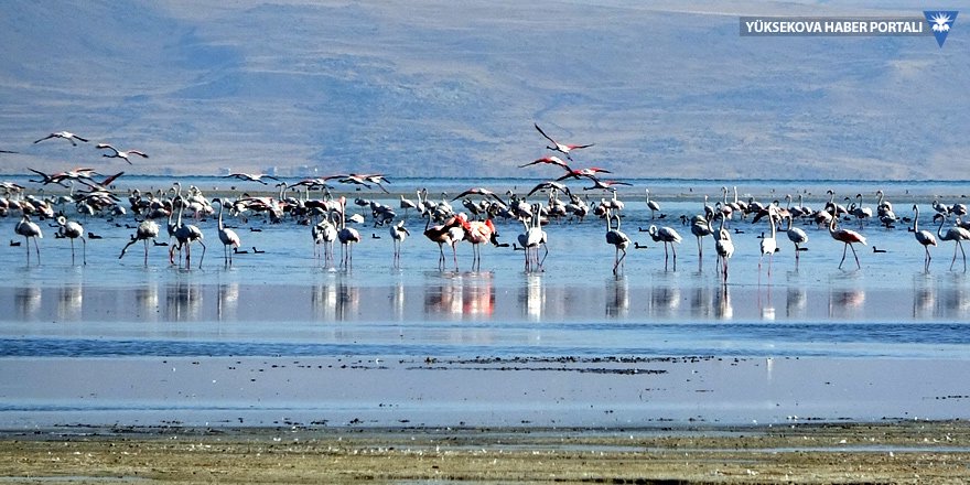 Van Gölü'ndeki flamingoların Afrika göçü başladı