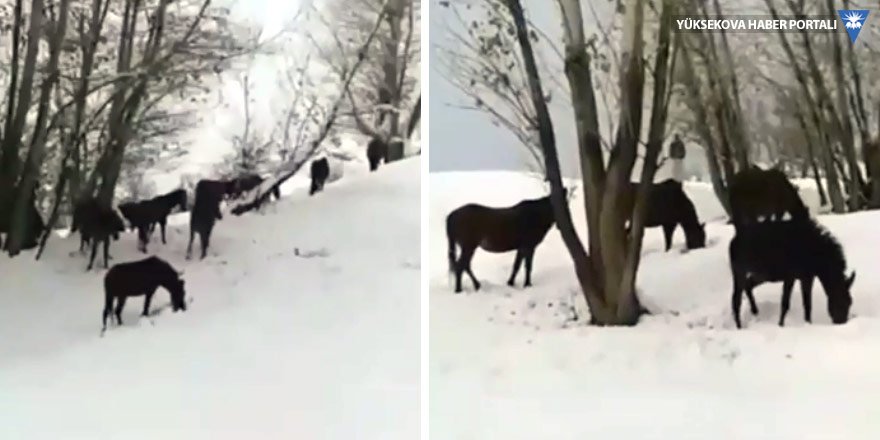 Kara kışta aç kalan atlara Hakkari Valiliği sahip çıktı