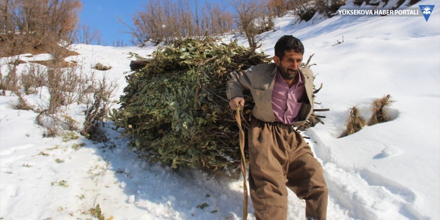 Şemdinli'de hayvanları için karlı tepelerden ot taşıyorlar