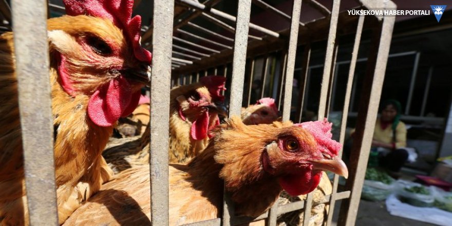 Çin'de şimdi de kuş gribi alarmı: 22 bine yakın kanatlı hayvan öldü