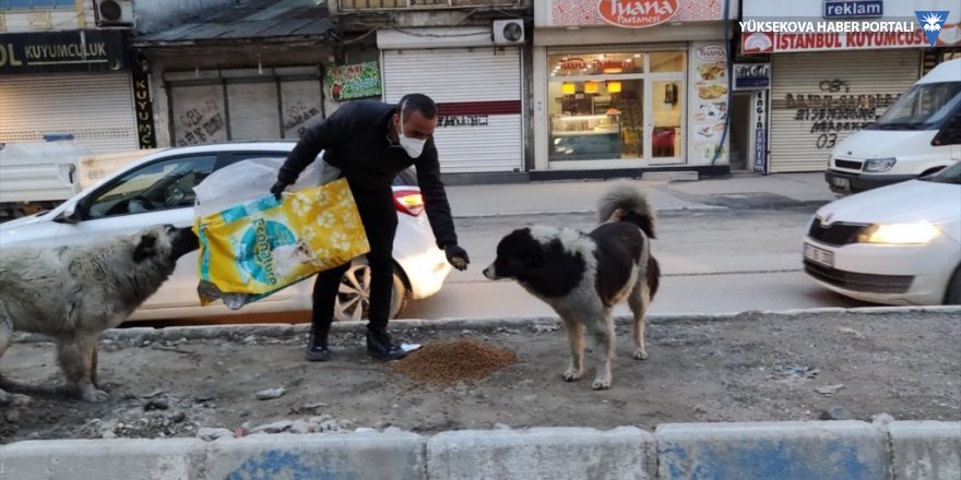 Yüksekova Belediyesi sokak hayvanları için mama bıraktı