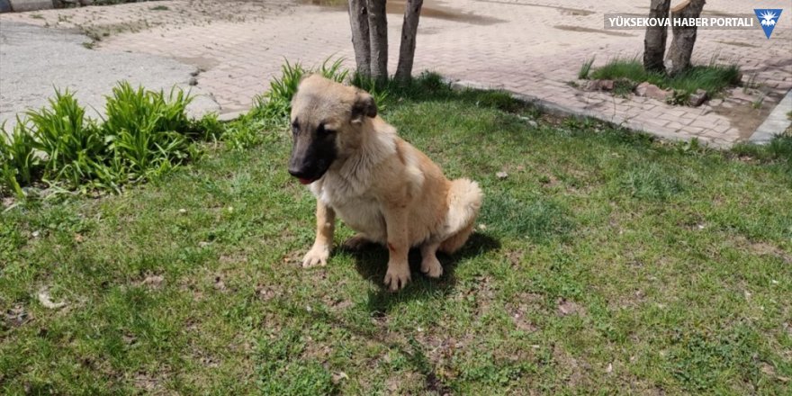 Yüksekova'da aracın çarptığı köpek tedavi edildi