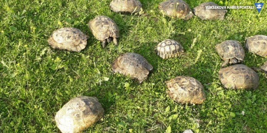 Hasankeyfliler 150 kaplumbağayı kurtardı