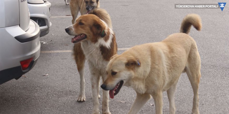 Sokak köpeğinin saldırısına uğrayan vatandaş yaralandı