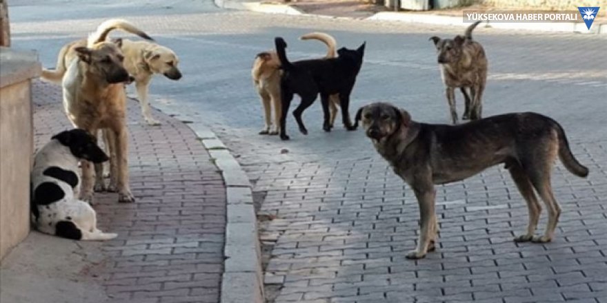 Yüksekova'da başıboş köpekler artıyor