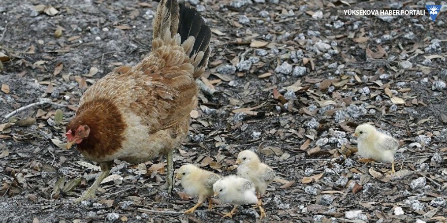 İran'da yaklaşık 7 bin tavuk üreticisi iflas etti