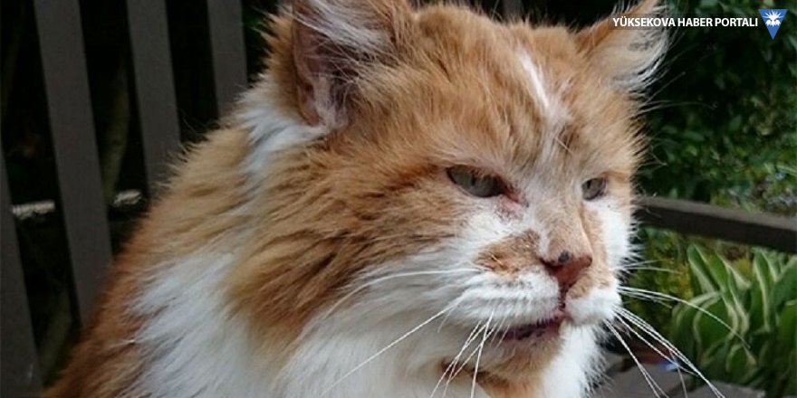 Dünyanın en yaşlı kedisi 31 yaşında öldü