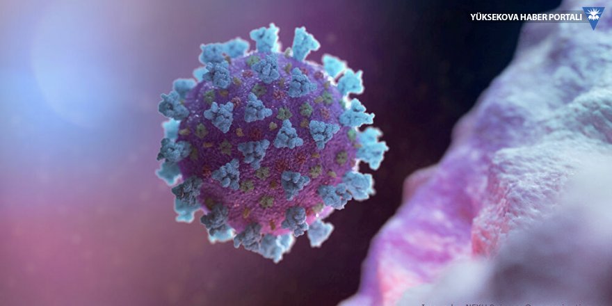 Araştırma: Covid antikorları hızla azalıyor, virüse birden fazla kez yakalanmak mümkün