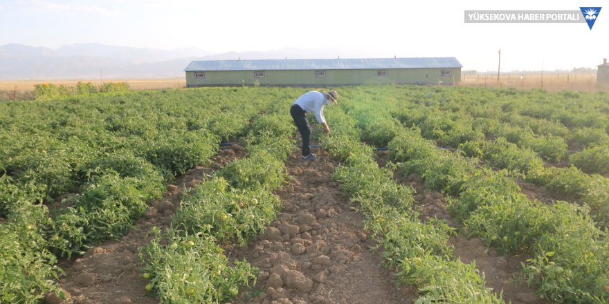 Yüksekova'da kiraladığı arazide domates yetiştiriyor, hedefi 20 ton!