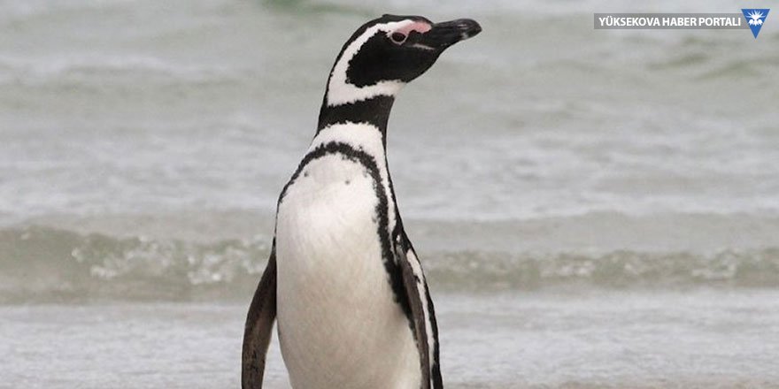 Brezilya'da ölü penguenin midesinden maske çıktı