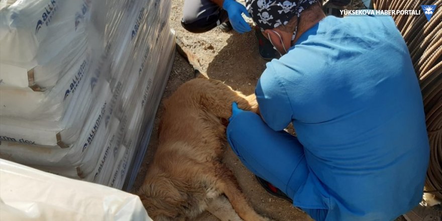 Hakkari'de ayağı kırılan köpek tedaviye alındı