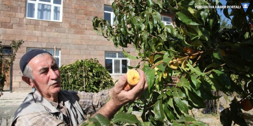 Ahlat'ta şeftali ağacı hasadının ardından ikinci kez meyve verdi
