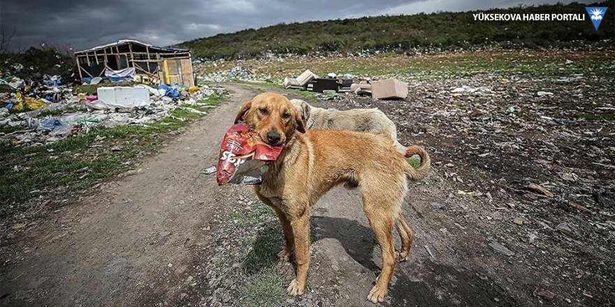 Belediye, sokak köpeklerinin ısırdığı vatandaşa 3 bin lira tazminat ödeyecek