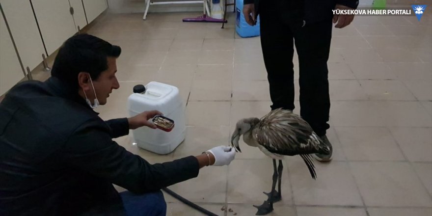 Şemdinli'de yaralı flamingo tedaviye alındı