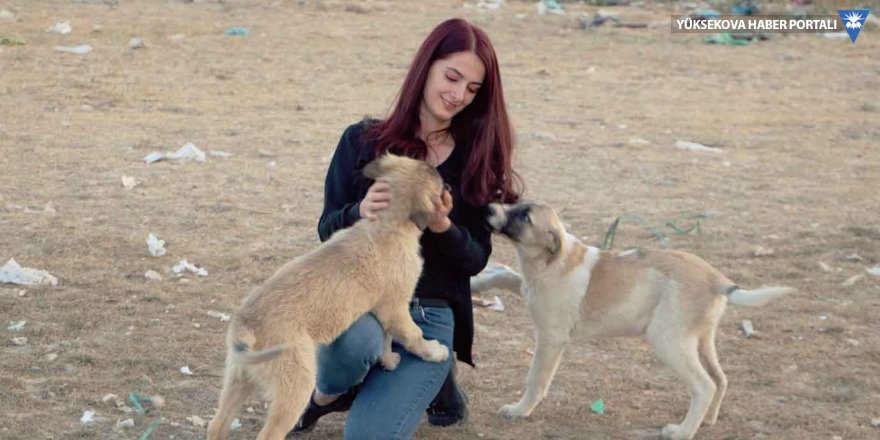Yüksekovalı Mizgin'den, sokak hayvanları için yardım kampanyası