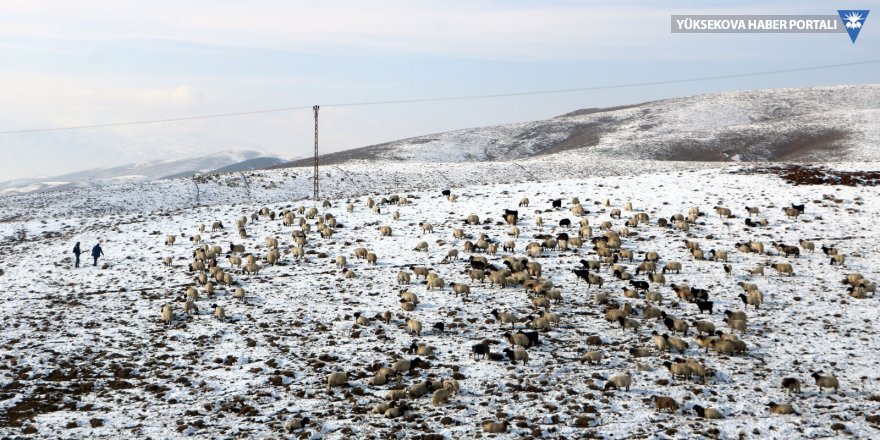 Yüksekova'da kar yağışı bazı besicileri hazırlıksız yakaladı
