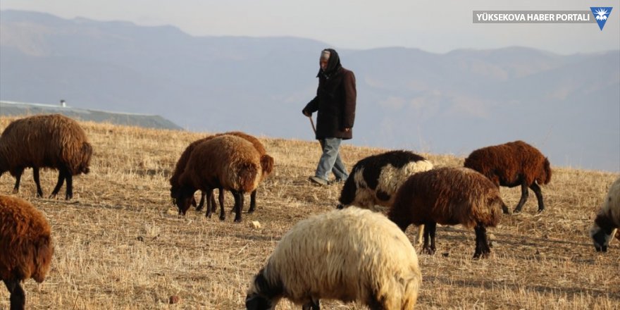 Yılın yarısını koyunlarıyla kırsalda yalnız geçiriyor
