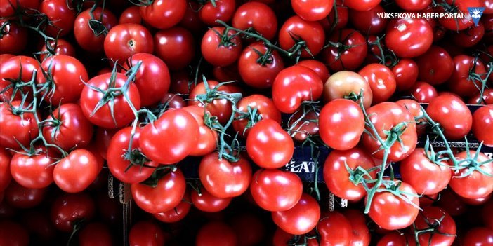 Rusya Türkiye'den domates ithalat kotasını artırdı