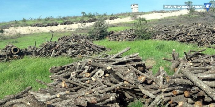 HDP Milletvekili Hüseyin Kaçmaz: Cudi'de günde 400 ton ağaç kesiliyor