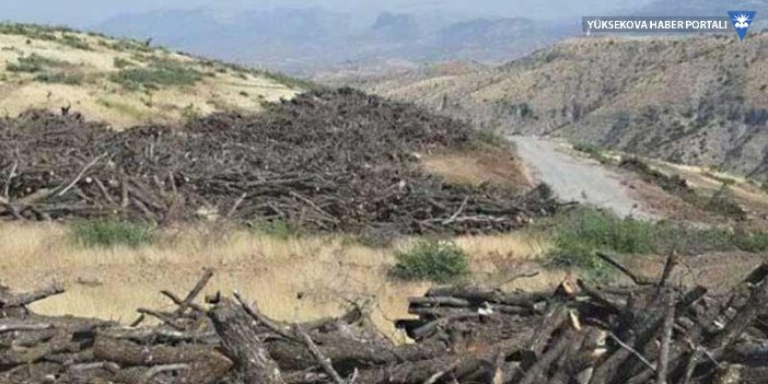 'Cudi'de binlerce ağacı kesen şirketin sahibi AK Parti'li vekilin babası'