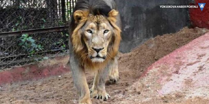 Hindistan'da Covid-19 kaynaklı ilk hayvan ölümü: 9 yaşındaki Asya aslanı hayatını kaybetti