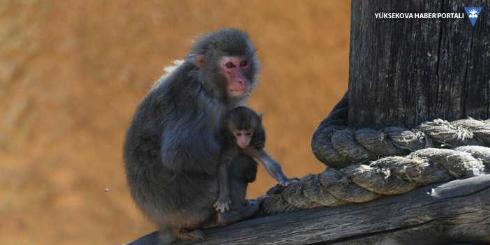 70 yıldır bir ilk: Dişi makak maymunu Yakei, erkeğe meydan okuyarak alfa oldu