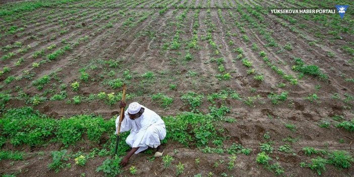 Türkiye, Sudan'dan tarıma başlıyor: 100 bin hektar arazi tahsis edildi