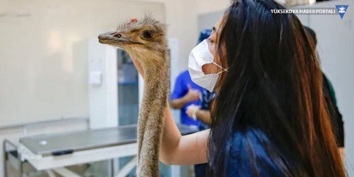 Diyarbakır'da deve kuşunun karnından ameliyatla 40 parça cisim çıkarıldı