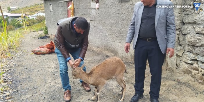 Hakkari'de bitkin halde bulunan dağ keçisi tedavi için Van'a gönderildi